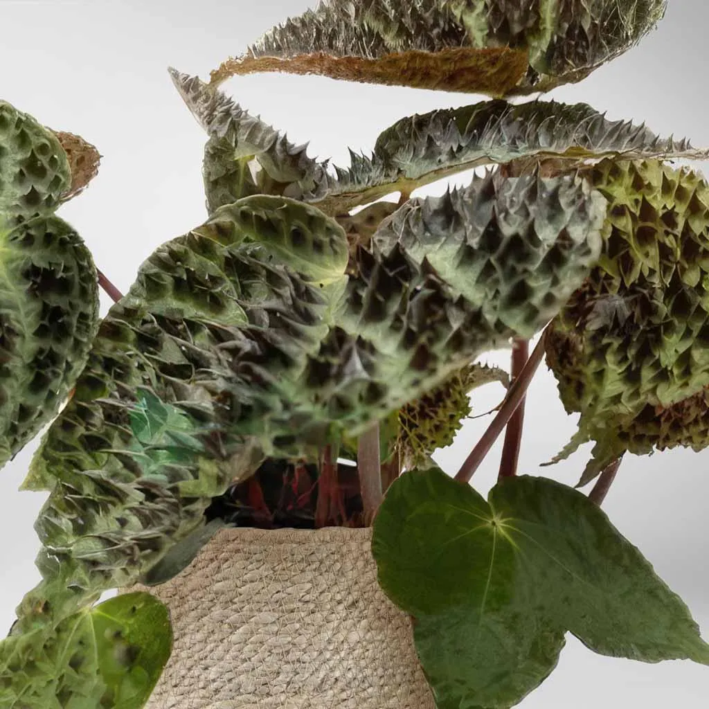 Begonia Rex 'Ferox'