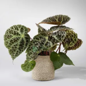 Begonia Rex 'Ferox'