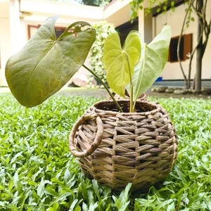 Grass Desktop Planter Belly | Beige