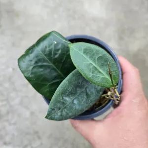 Hoya piestolepsis
