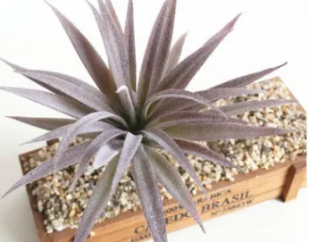 Indoor Succulent Green Plants Simulation Plants Decorative Flowers And Plants