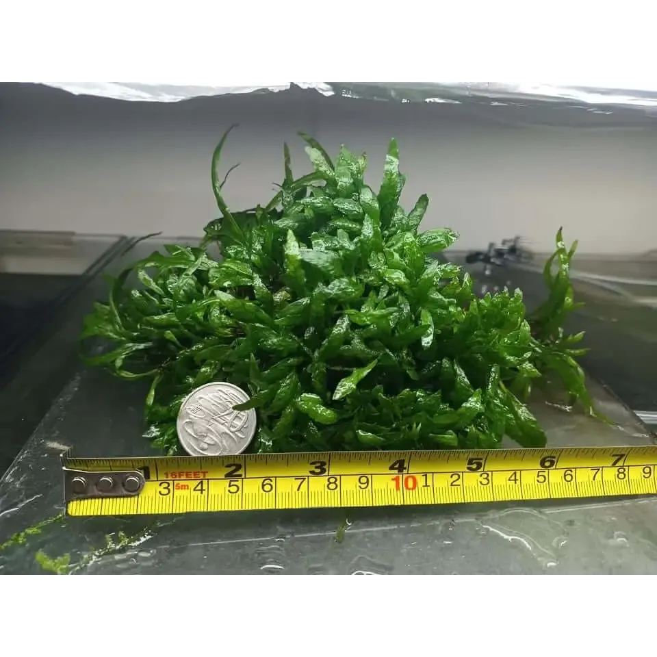 Micro Java Fern - Rare