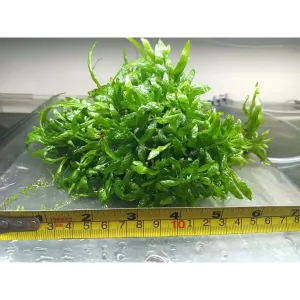 Micro Java Fern - Rare