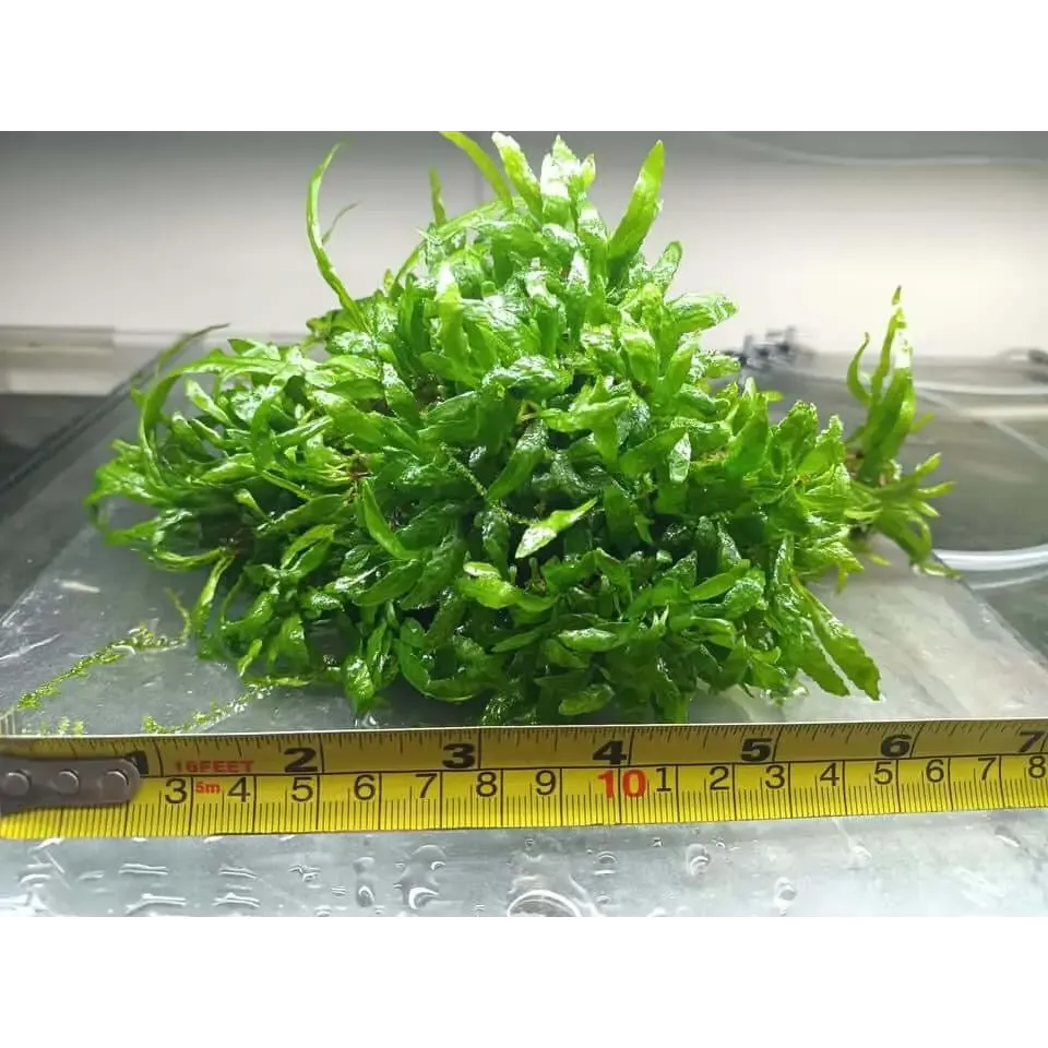 Micro Java Fern - Rare