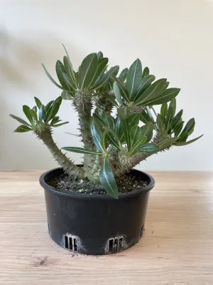 Pachypodium horombense