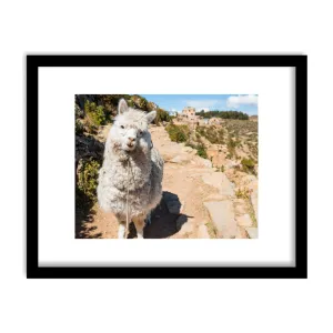 "Friendly Alpaca" Framed Print