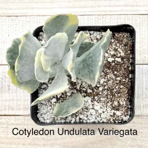 Rare Cotyledon Undulata Veriegated
