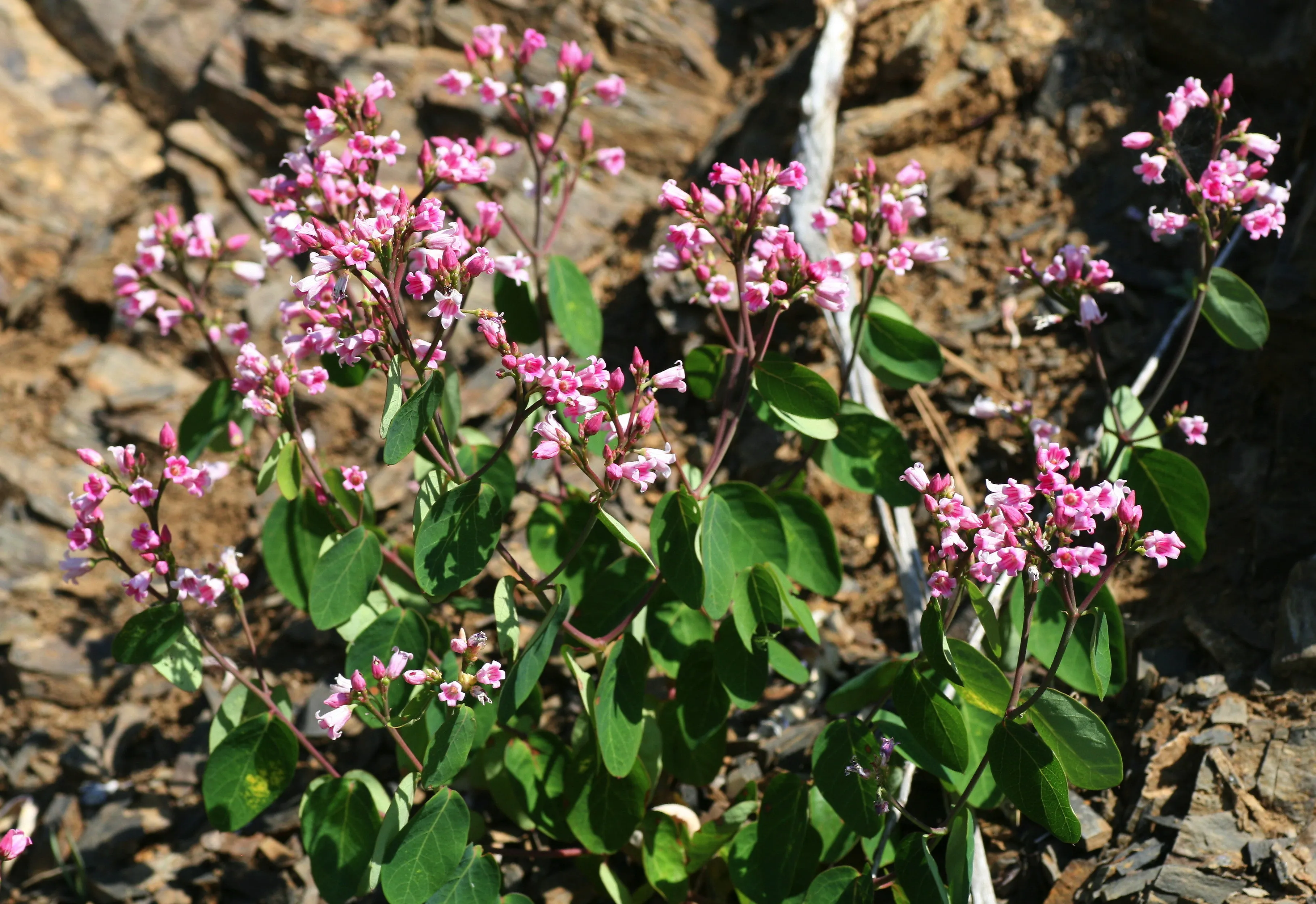 Spreading Dogbane Apocynum androsaemifolium 20 Seeds  USA Company