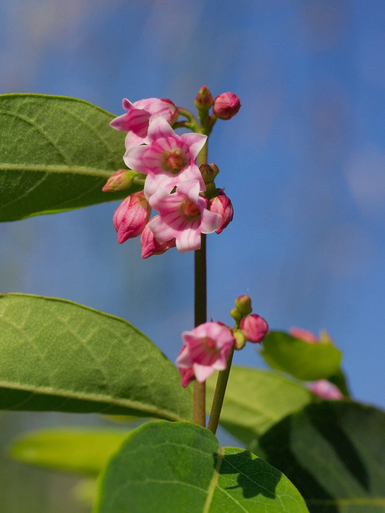 Spreading Dogbane Apocynum androsaemifolium 20 Seeds  USA Company