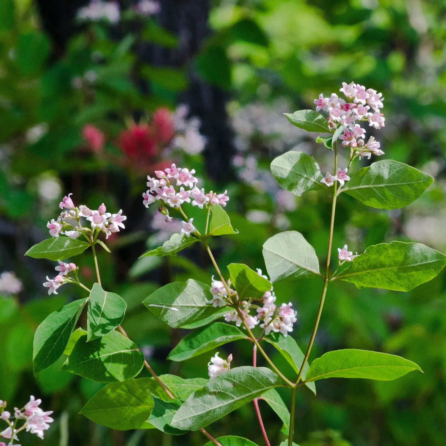 Spreading Dogbane Apocynum androsaemifolium 20 Seeds  USA Company