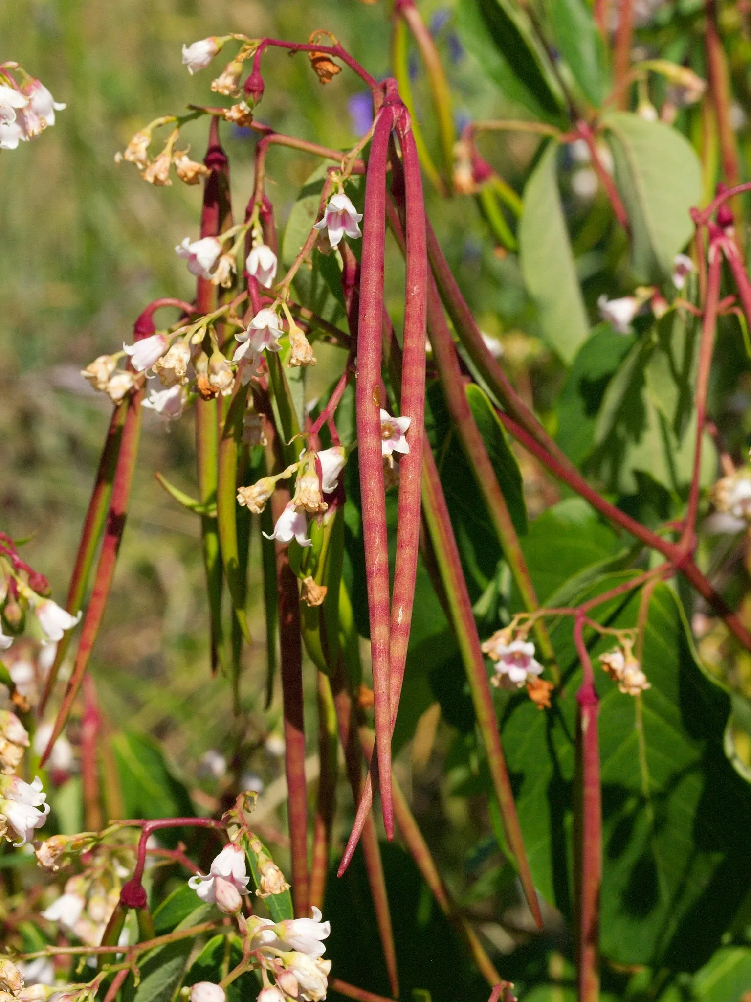 Spreading Dogbane Apocynum androsaemifolium 20 Seeds  USA Company