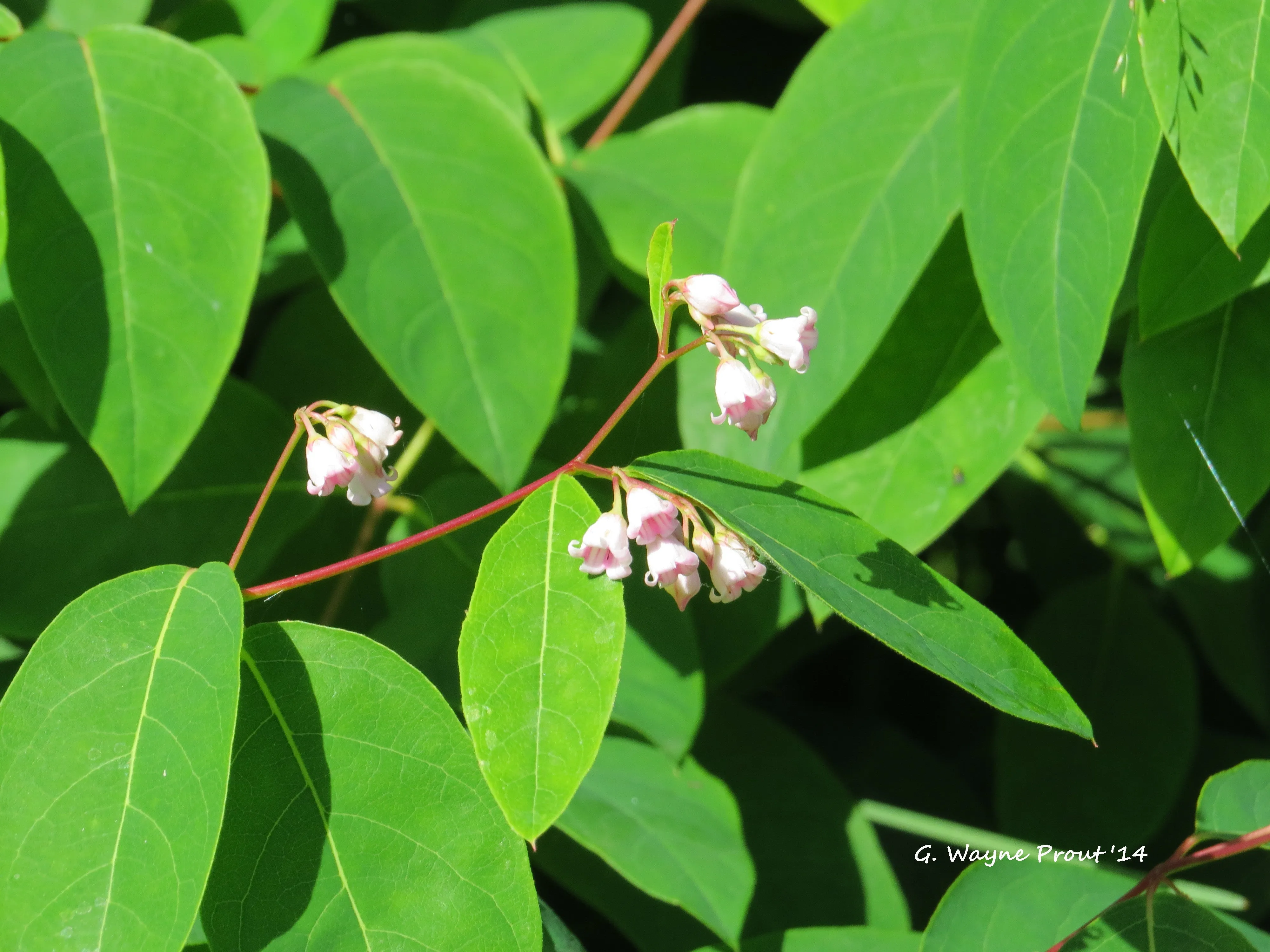 Spreading Dogbane Apocynum androsaemifolium 20 Seeds  USA Company