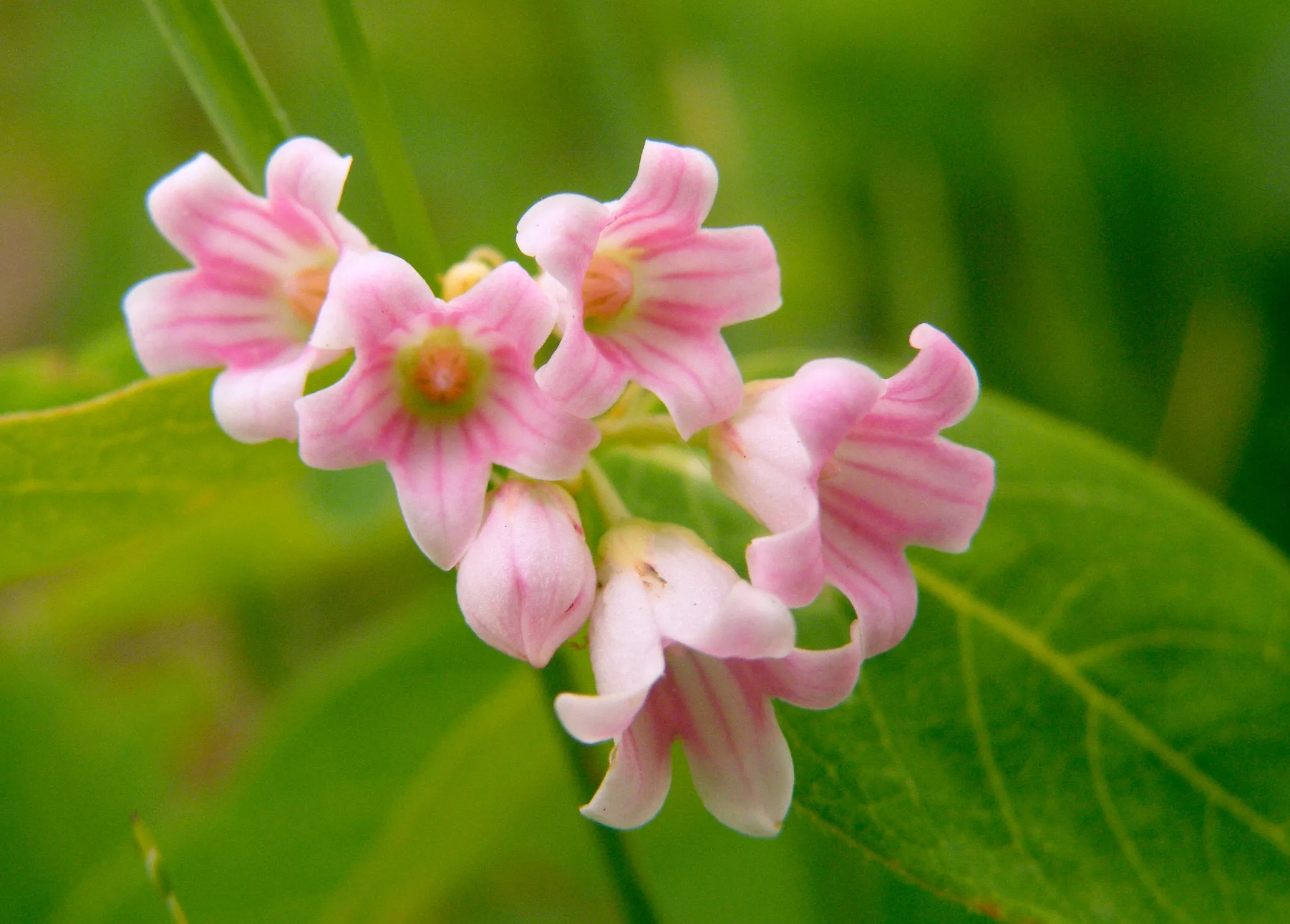Spreading Dogbane Apocynum androsaemifolium 20 Seeds  USA Company