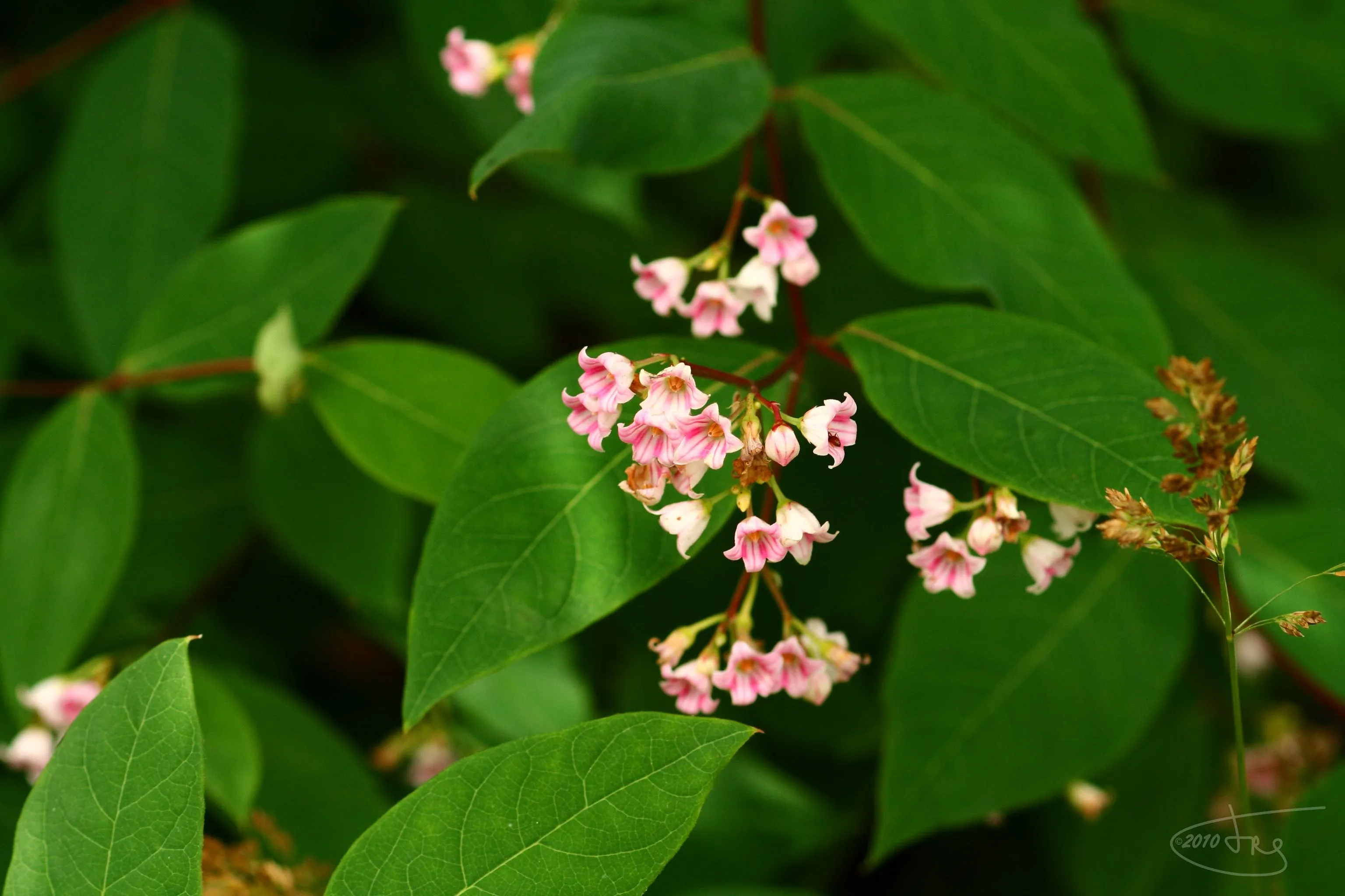 Spreading Dogbane Apocynum androsaemifolium 20 Seeds  USA Company
