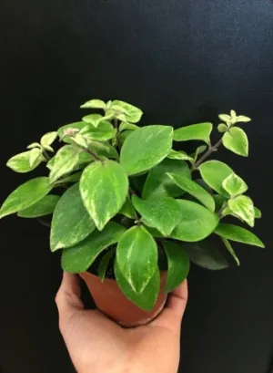 Variegated Lobbianus Lipstick Vine